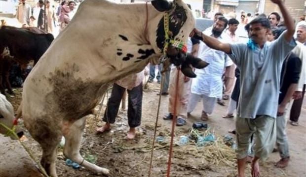 Hindistan’da ineğin dışkısıyla alakalı mide bulandıran karar