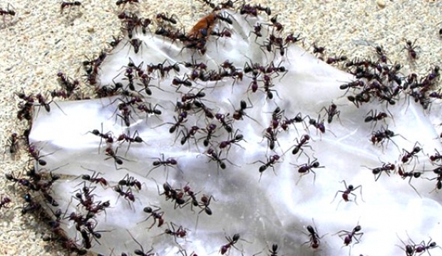 Karınca ilaçlı börek 2’si bebek 10 kişi hastanelik etti