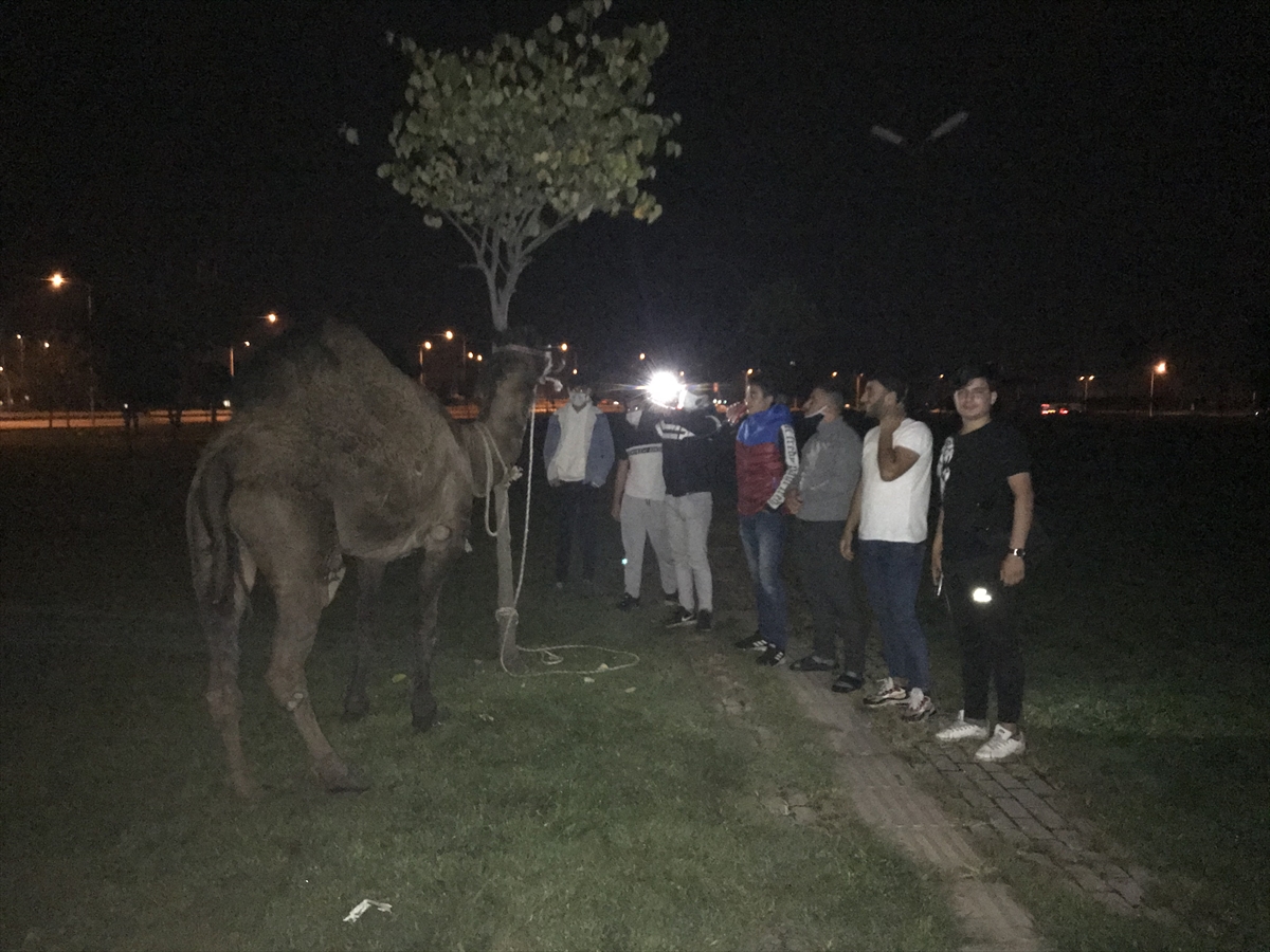 Suriyeliler deveyi kamyonete bağlayıp götürdü! Utanmazlar