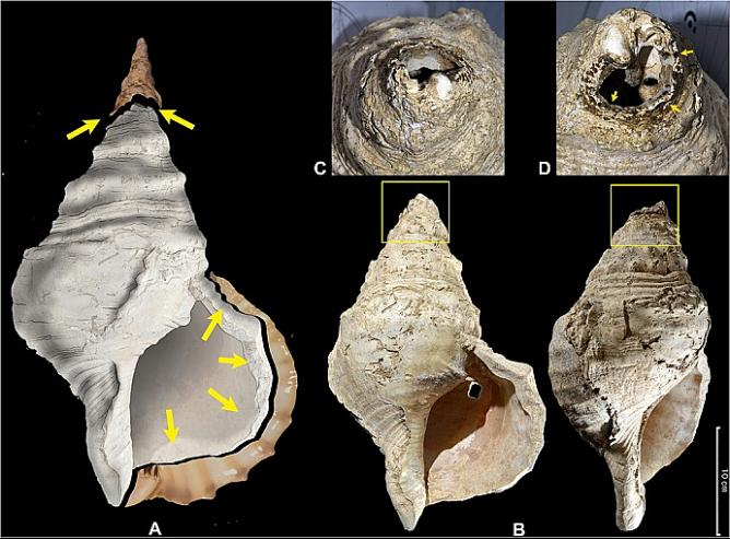 Müzede unutulan deniz kabuğunun nefesli çalgı olduğu keşfedildi : 17 bin yıllık çalgı