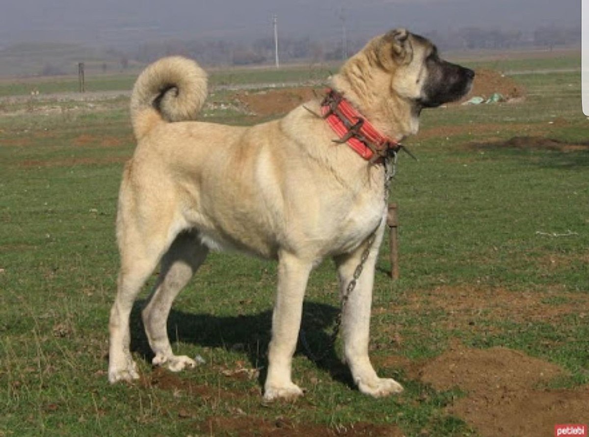 Dünyada ün salmış Anadolu köpek ırkları