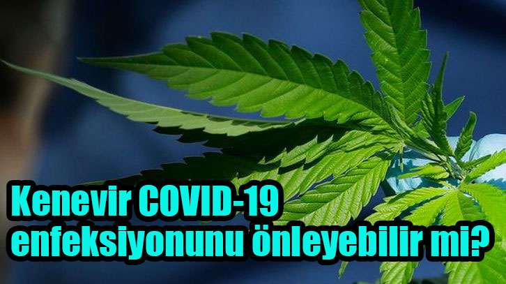 Kenevir COVID-19 enfeksiyonunu önleyebilir