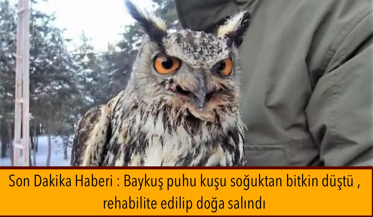 Son Dakika Haberi : Baykuş puhu kuşu soğuktan bitkin düştü , rehabilite edilip doğa salındı