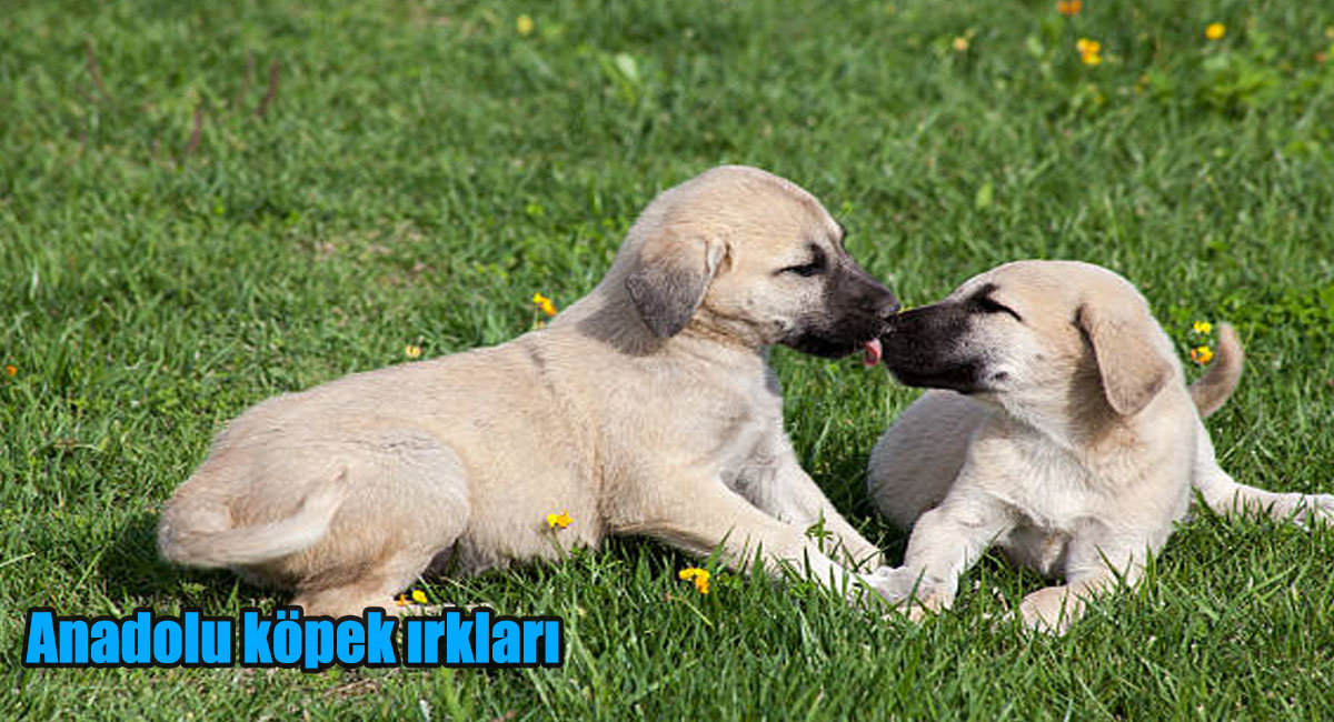 Anadolu köpek ırkları