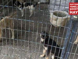İddia: Ak Partili Bayındır Belediyesi Bakımevi’nde yüzlerce köpek öldürüldü