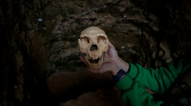 İspanya’da bulunan 1,4 milyon yıllık fosil bilim insanlarını şaşırttı