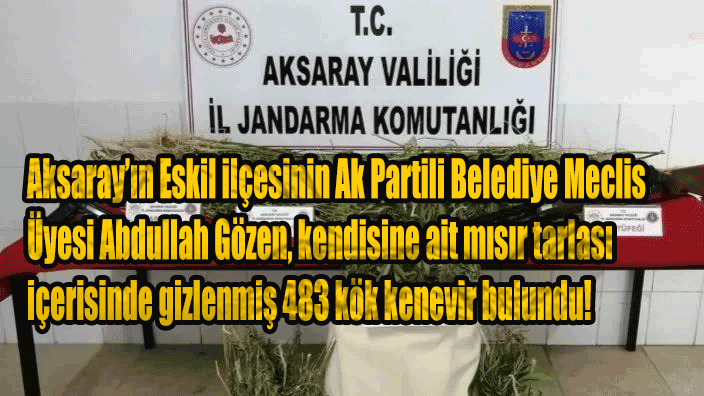 Aksaray’ın Eskil ilçesinin Ak Partili Belediye Meclis Üyesi Abdullah Gözen, kendisine ait mısır tarlası içerisinde gizlenmiş 483 kök kenevir bulundu!
