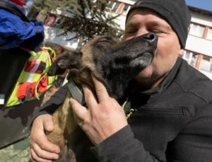 Alman arama kurtarma köpeği 60 kişiyi enkazdan çıkardı