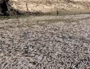 Avustralya’da milyonlarca balığın ölümü panik yarattı