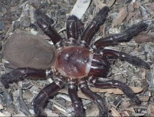 Keşfedilen dev örümcek türü şaşkınlık uyandırdı