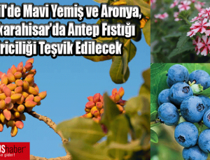 Eynesil’de Mavi Yemiş ve Aronya, Şebinkarahisar’da Antep Fıstığı Yetiştiriciliği Teşvik Edilecek