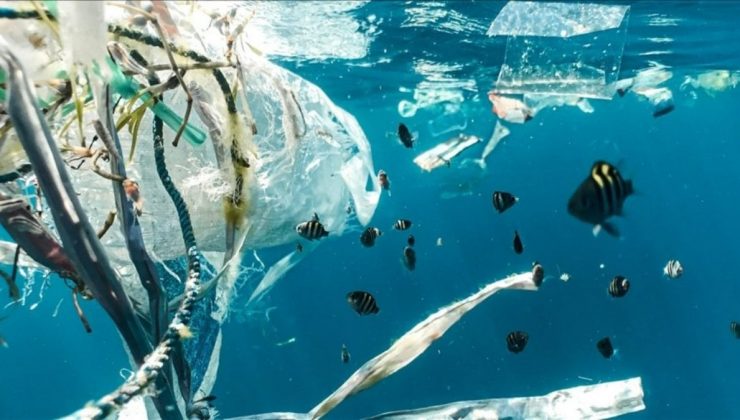 Cbsnews: Okyanustaki çöp alanlarında deniz canlısı türleri gelişmeye başladı